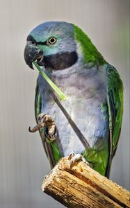 Preview wallpaper paringed parrot, parrot, bird, log, beak, pawakeet