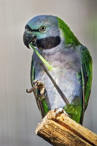 Preview wallpaper paringed parrot, parrot, bird, log, beak, pawakeet