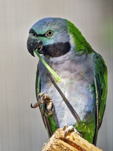 Preview wallpaper paringed parrot, parrot, bird, log, beak, pawakeet