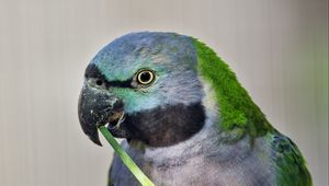 Preview wallpaper paringed parrot, parrot, bird, log, beak, pawakeet