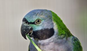 Preview wallpaper paringed parrot, parrot, bird, log, beak, pawakeet