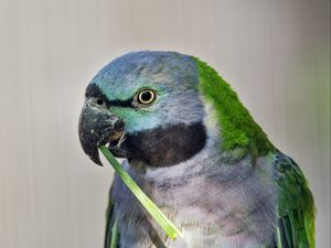 Preview wallpaper paringed parrot, parrot, bird, log, beak, pawakeet