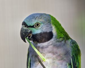 Preview wallpaper paringed parrot, parrot, bird, log, beak, pawakeet