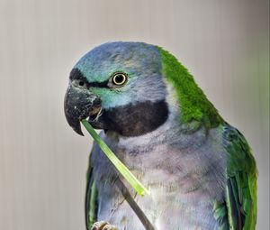 Preview wallpaper paringed parrot, parrot, bird, log, beak, pawakeet