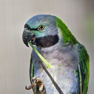 Preview wallpaper paringed parrot, parrot, bird, log, beak, pawakeet