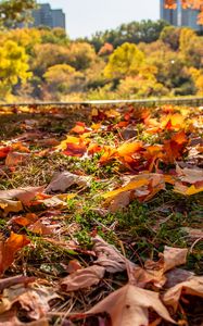 Preview wallpaper park, autumn, fallen leaves, grass, nature