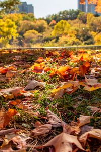 Preview wallpaper park, autumn, fallen leaves, grass, nature