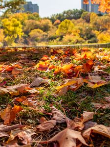 Preview wallpaper park, autumn, fallen leaves, grass, nature