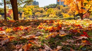 Preview wallpaper park, autumn, fallen leaves, grass, nature