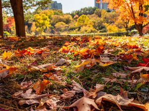 Preview wallpaper park, autumn, fallen leaves, grass, nature