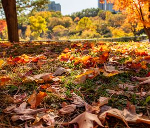 Preview wallpaper park, autumn, fallen leaves, grass, nature