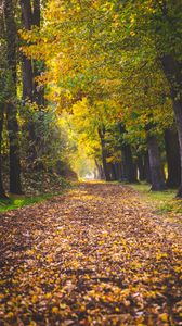 Preview wallpaper park, autumn, foliage, trees, path