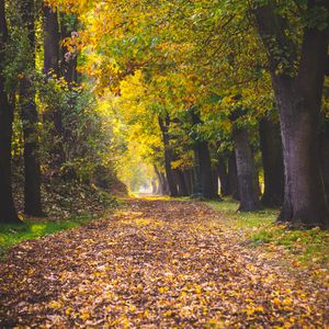 Preview wallpaper park, autumn, foliage, trees, path