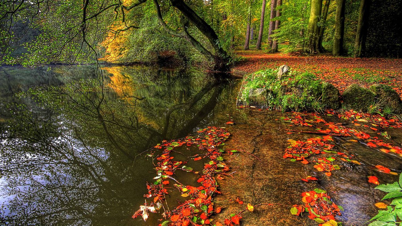 Wallpaper park, autumn, leaves, pond, trees, plate
