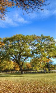 Preview wallpaper park, autumn, trees, foliage