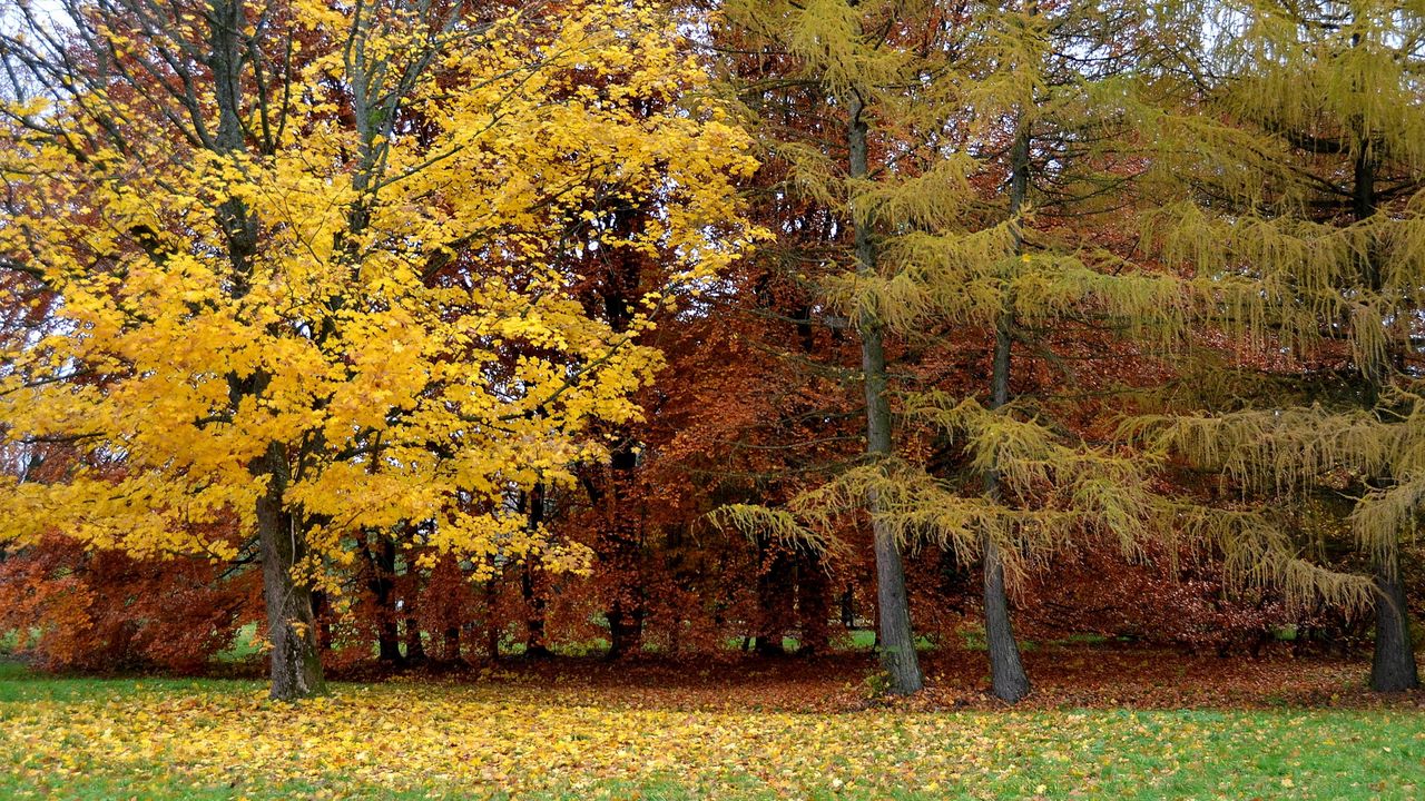 Wallpaper park, autumn, trees, leaf fall, lithuania
