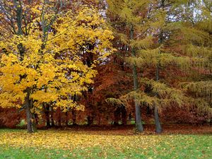 Preview wallpaper park, autumn, trees, leaf fall, lithuania