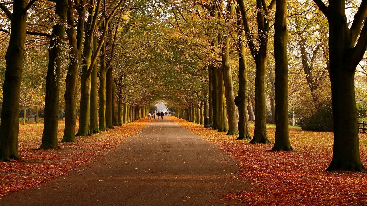 Wallpaper park, autumn, trees, walking paths