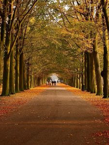Preview wallpaper park, autumn, trees, walking paths