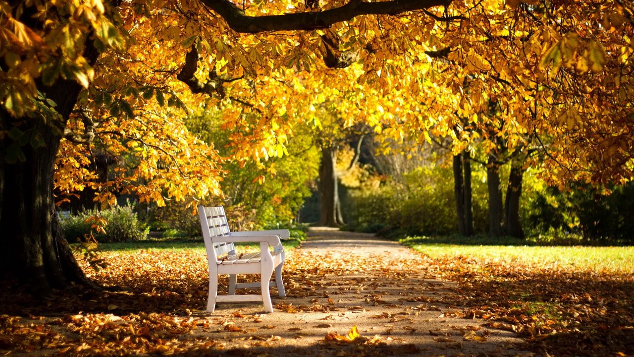 Wallpaper park, bench, foliage, autumn