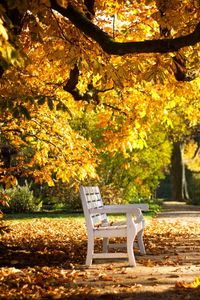 Preview wallpaper park, bench, foliage, autumn
