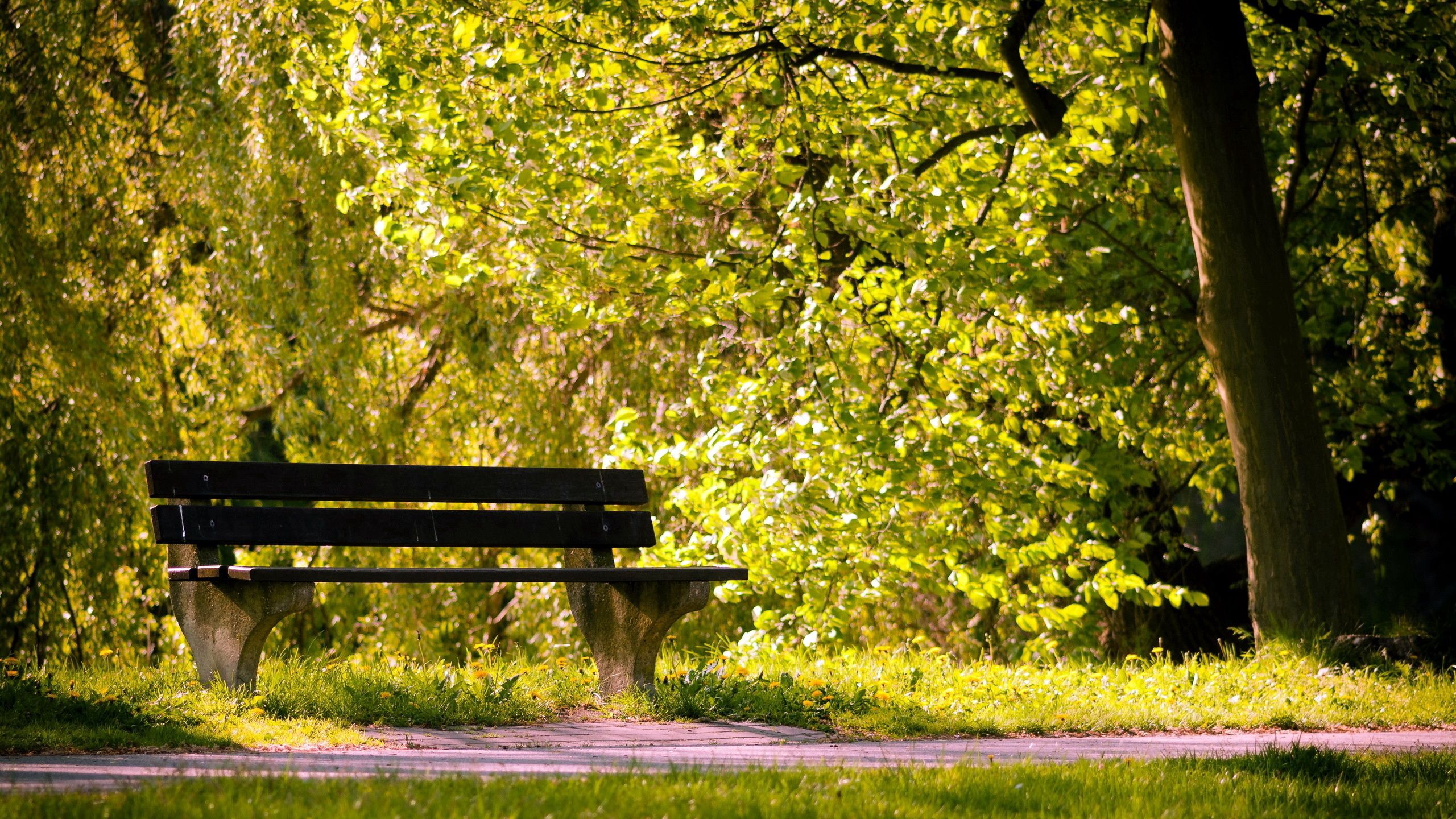 Download wallpaper 2560x1440 park, bench, summer widescreen 16:9 hd  background