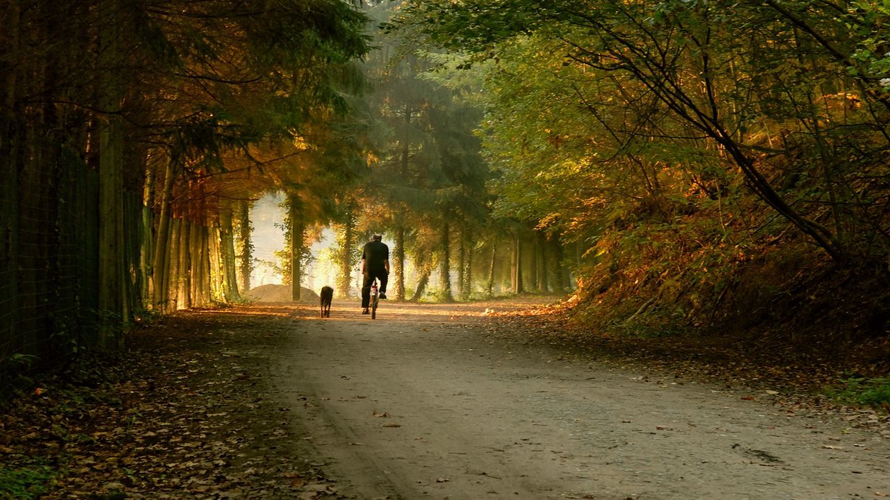 Wallpaper park, bike, skate, trees, autumn