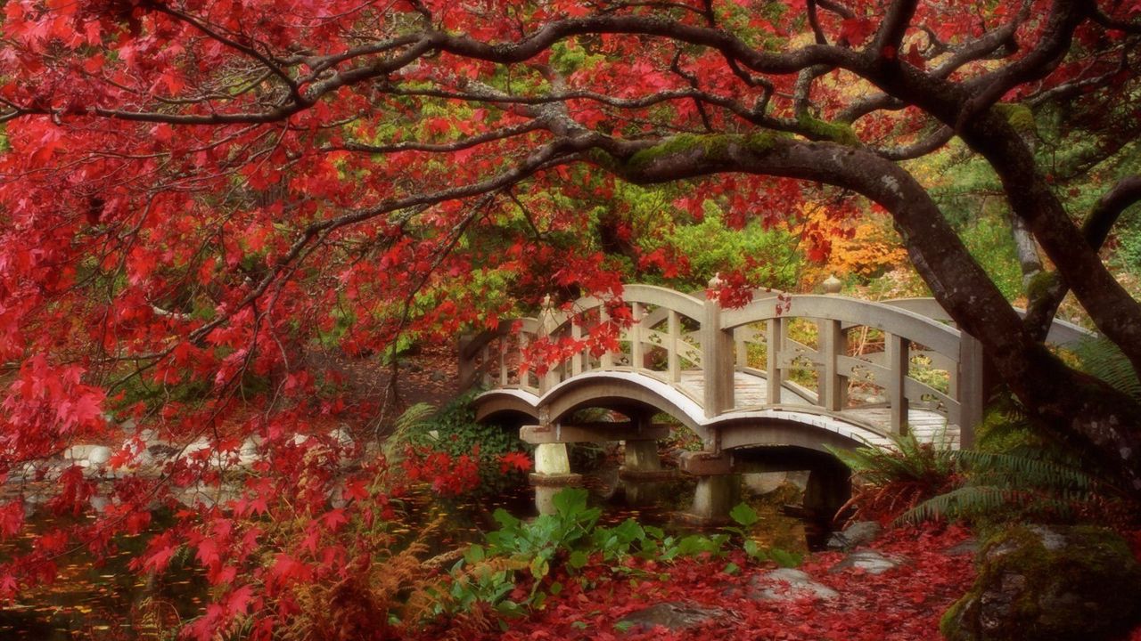 Wallpaper park, bridge, tree