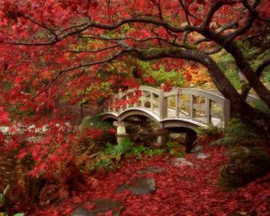 Preview wallpaper park, bridge, tree