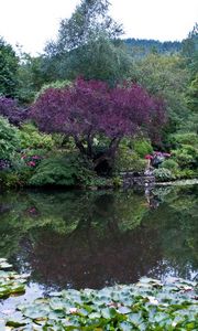 Preview wallpaper park, canada, garden, pond, victoria butchart, nature