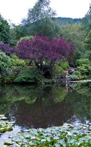 Preview wallpaper park, canada, garden, pond, victoria butchart, nature