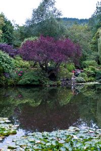 Preview wallpaper park, canada, garden, pond, victoria butchart, nature