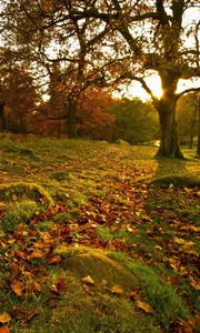 Preview wallpaper park, fall, forest, leaves, trees, rocks, grass