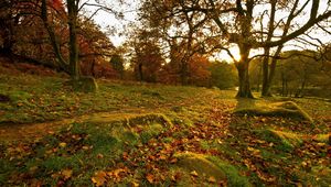 Preview wallpaper park, fall, forest, leaves, trees, rocks, grass