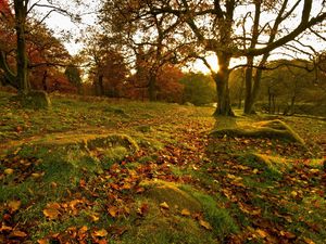 Preview wallpaper park, fall, forest, leaves, trees, rocks, grass