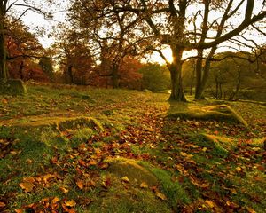 Preview wallpaper park, fall, forest, leaves, trees, rocks, grass