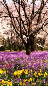 Preview wallpaper park, flowerbed, flowers, summer, trees