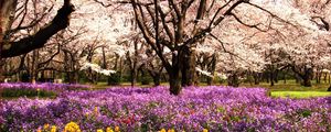 Preview wallpaper park, flowerbed, flowers, summer, trees