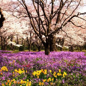 Preview wallpaper park, flowerbed, flowers, summer, trees