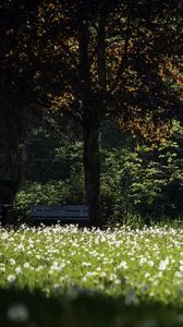 Preview wallpaper park, flowers, trees, meadow