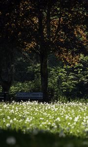 Preview wallpaper park, flowers, trees, meadow