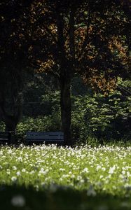 Preview wallpaper park, flowers, trees, meadow