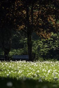 Preview wallpaper park, flowers, trees, meadow