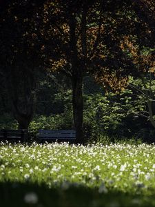 Preview wallpaper park, flowers, trees, meadow