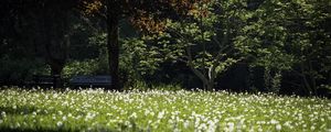 Preview wallpaper park, flowers, trees, meadow