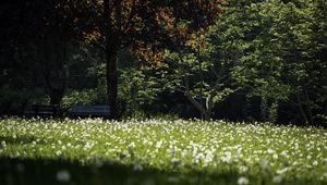 Preview wallpaper park, flowers, trees, meadow