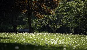 Preview wallpaper park, flowers, trees, meadow