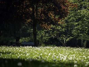Preview wallpaper park, flowers, trees, meadow