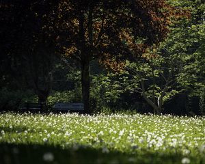 Preview wallpaper park, flowers, trees, meadow