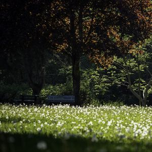 Preview wallpaper park, flowers, trees, meadow